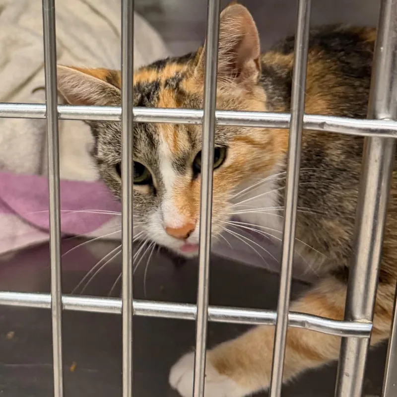 A young medium-sized female Calico Domestic Short Hair cat named Marilyn for adoption in Newark, NJ
