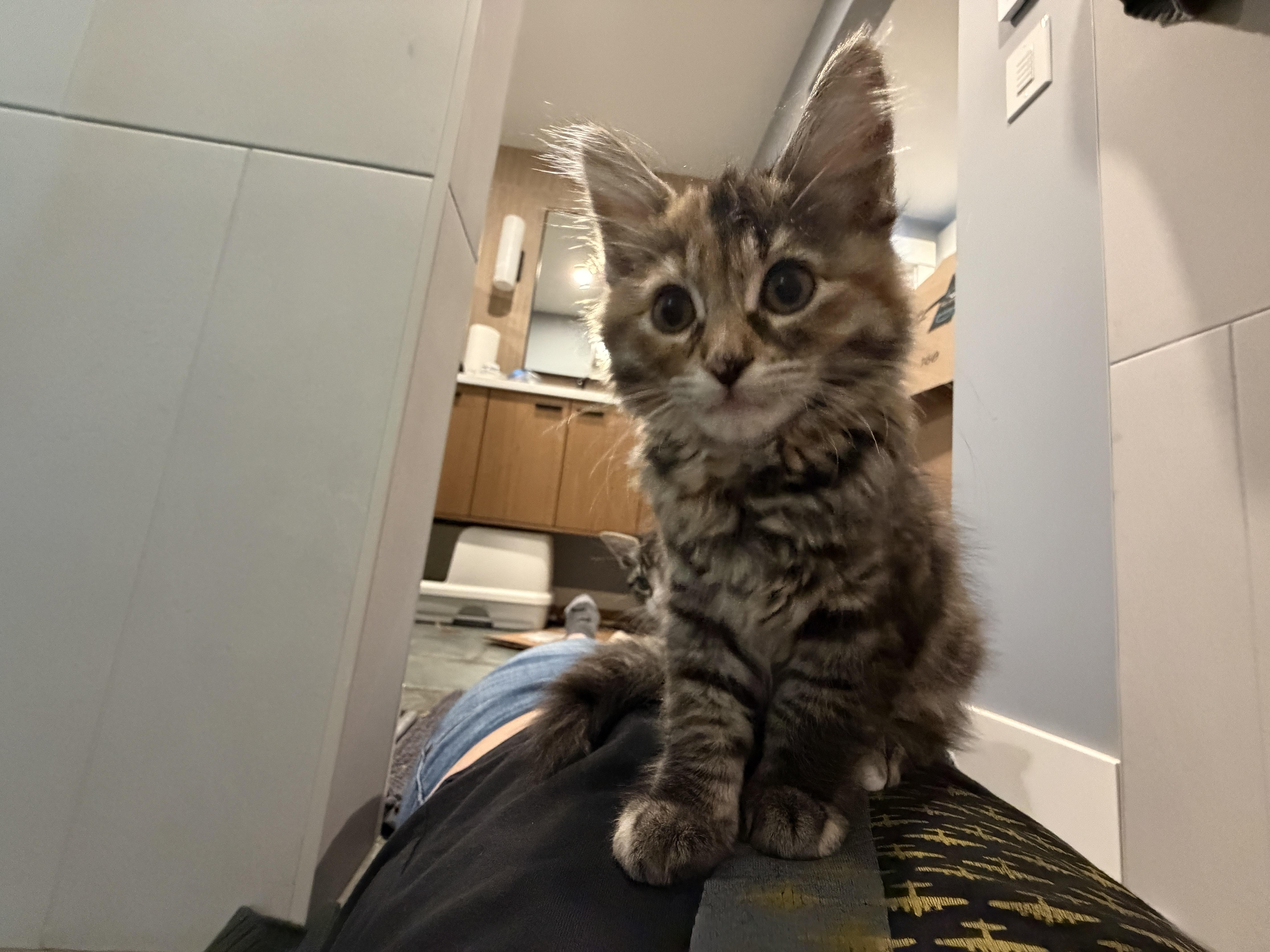 Cub thumbnail 2