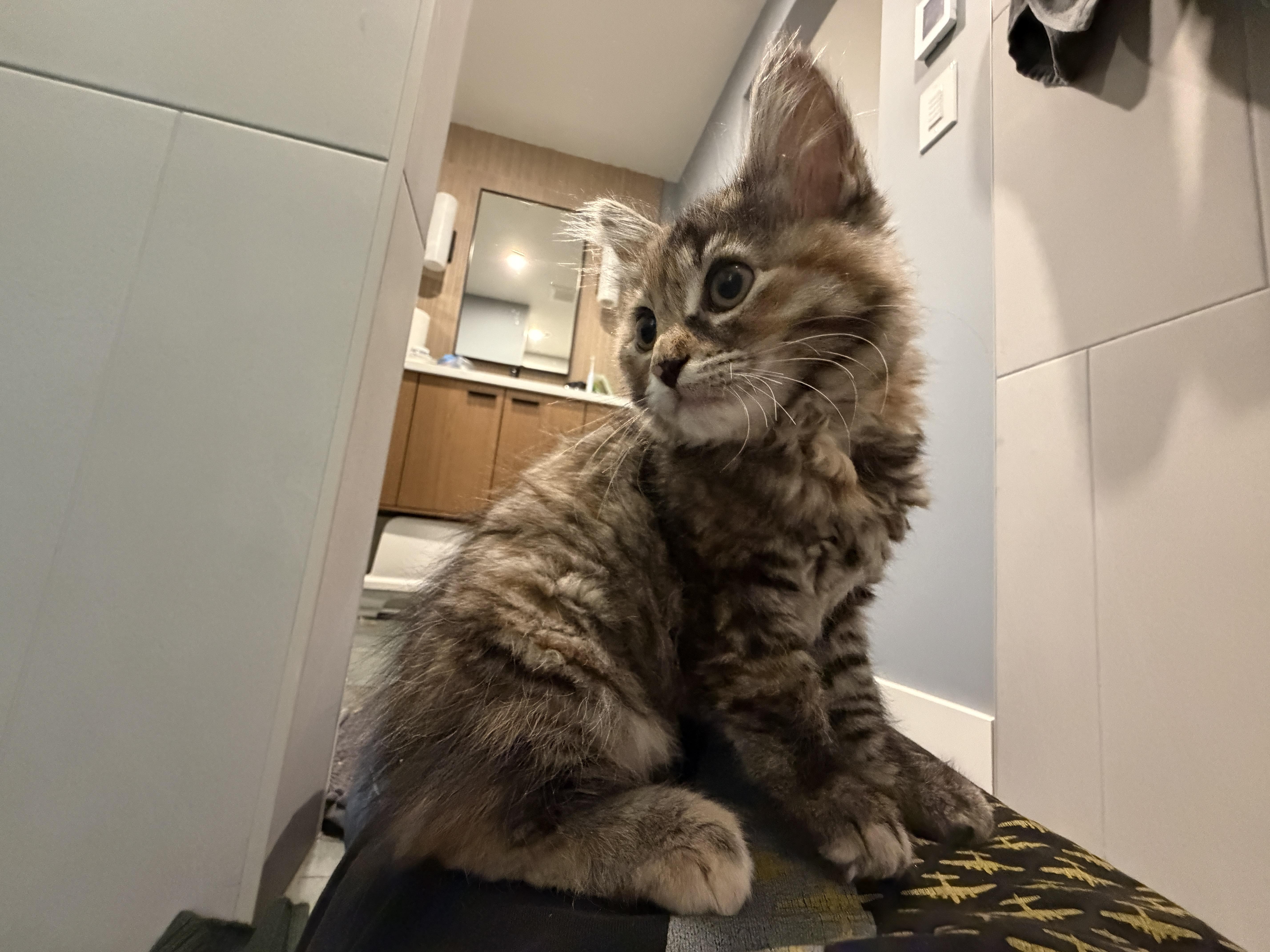 Cub thumbnail 3