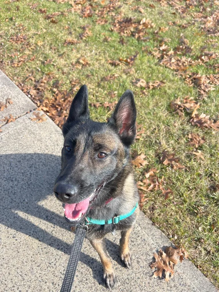 An adult medium-sized female Dutch Shepherd dog named Hannah for adoption in Meriden, CT