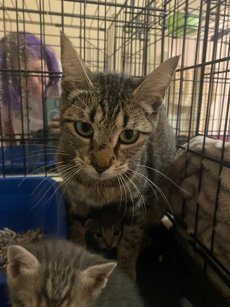 A young medium-sized female Tabby cat named Bee for adoption in San Antonio, TX