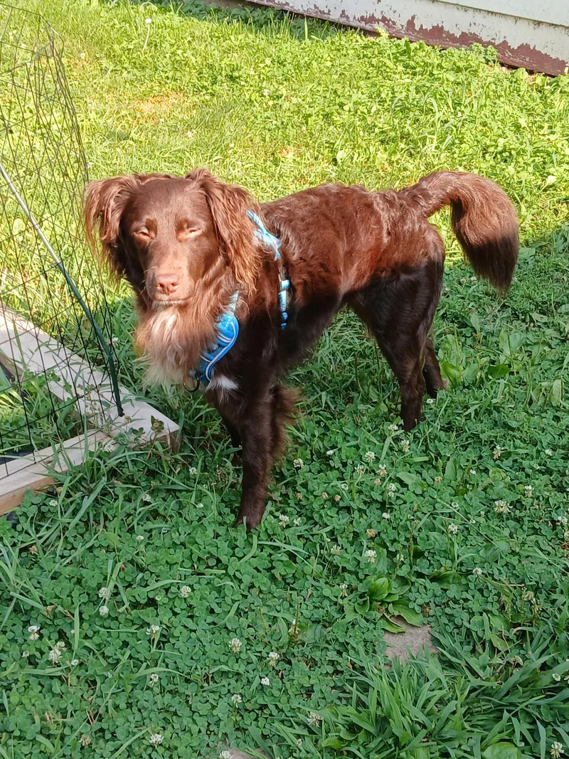 An adult medium-sized male Brown / Chocolate Australian Shepherd dog named Tot for adoption in Huntley, IL