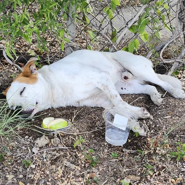 An adult medium-sized male Australian Cattle Dog / Blue Heeler dog named Billy Reed for adoption in San Antonio, TX
