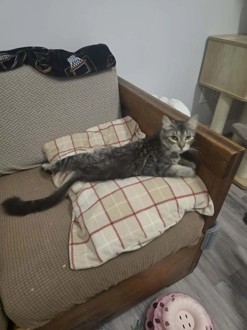 An adult medium-sized female Tabby (Gray / Blue / Silver) Domestic Medium Hair cat named Guacamommy for adoption in Fulton, NY