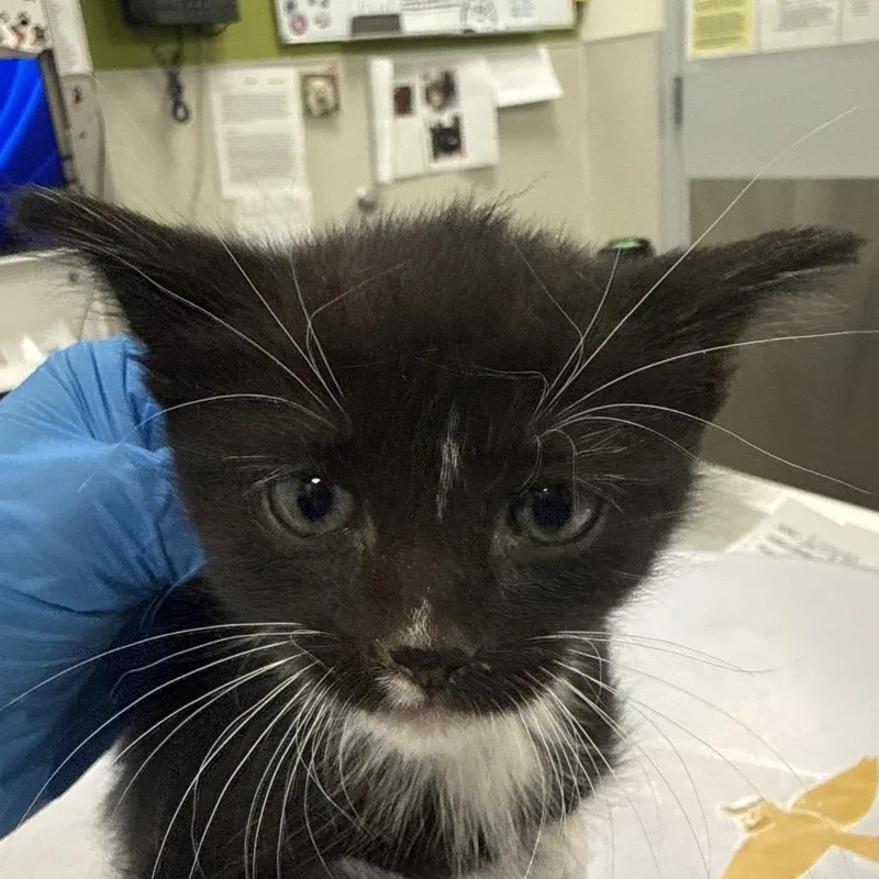 A baby small-sized male Black Domestic Short Hair cat named Napoleon for adoption in Las Cruces, NM