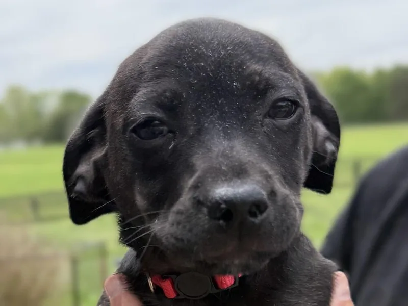 A baby small-sized male Black Chihuahua dog named Sprout for adoption in Hartwell, GA