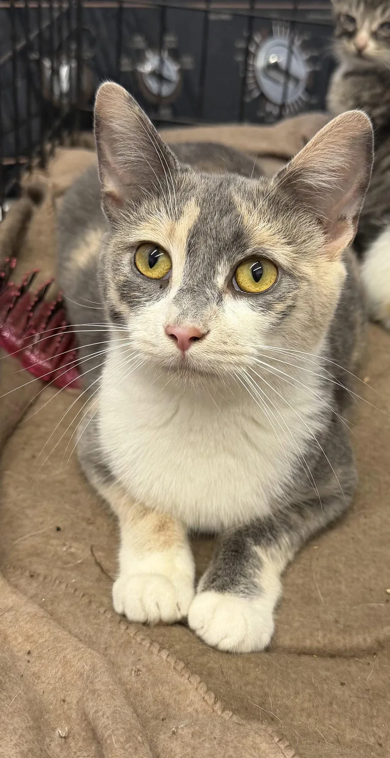 An adult medium-sized female Manx cat named Azalea for adoption in Elkins, WV