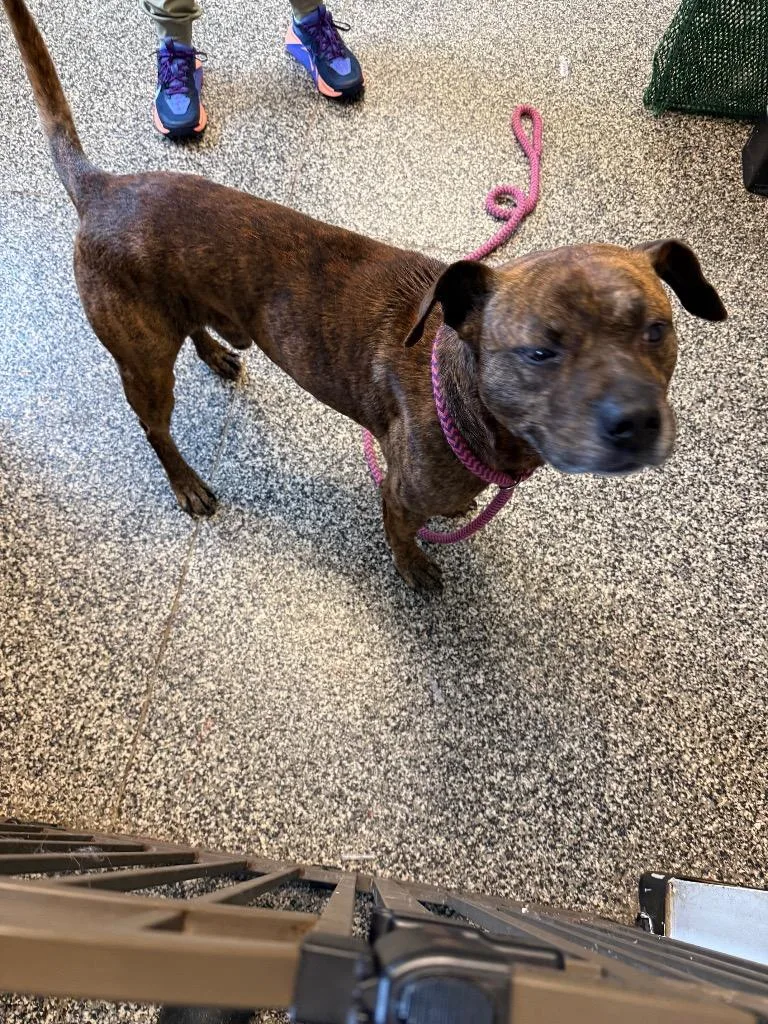 An adult large-sized male Mixed Breed dog named Dizzy for adoption in Columbia, TN