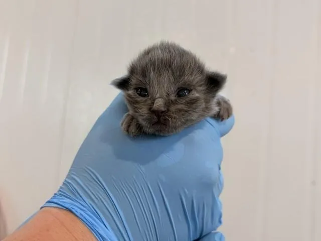 A baby small-sized female Domestic Long Hair cat named Nicole for adoption in San Bernardino, CA
