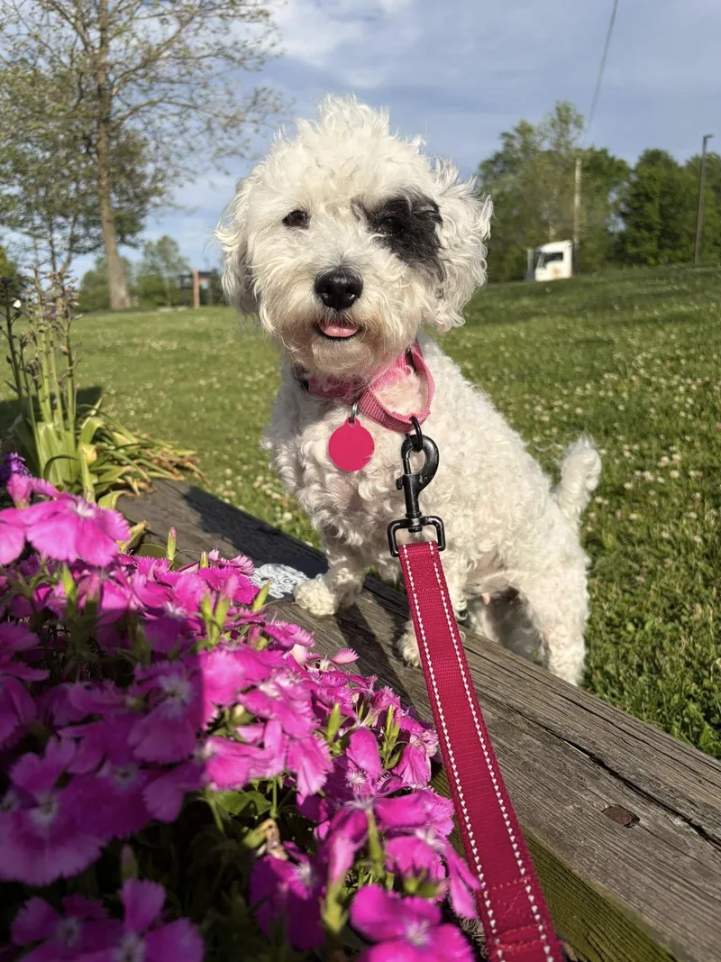 An adult small-sized male White / Cream Poodle dog named Posy for adoption in Breinigsville, PA