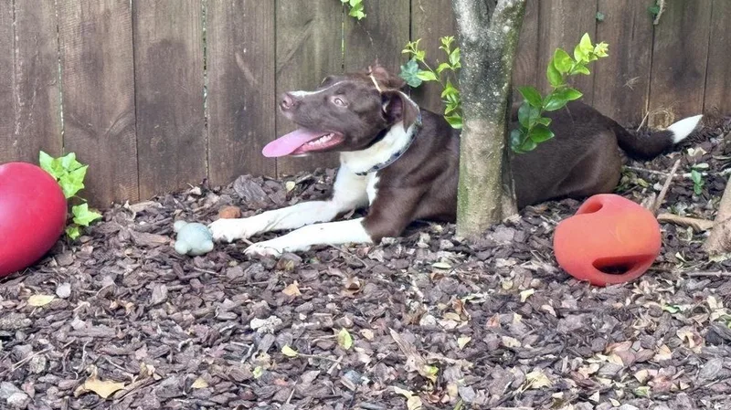 An adult medium-sized male Mixed Breed dog named Bean for adoption in Dunwoody, GA