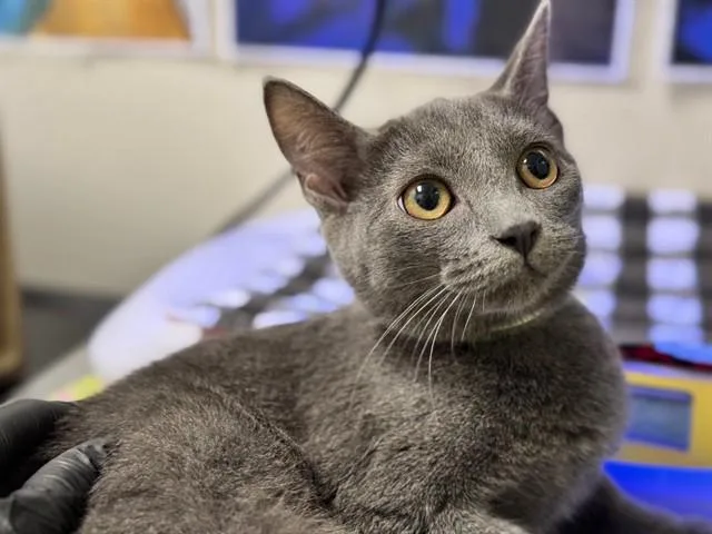 A baby small-sized female Domestic Short Hair cat named Linda for adoption in Pueblo, CO
