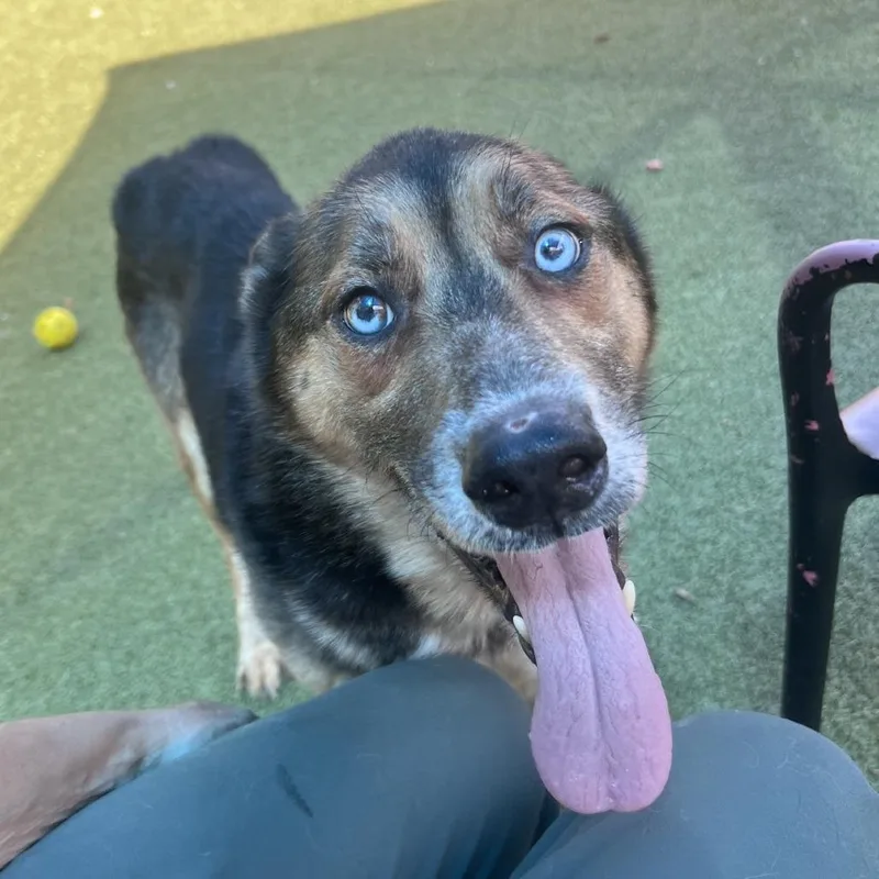 An adult large-sized male Black German Shepherd Dog dog named Lego for adoption in Greensboro, NC
