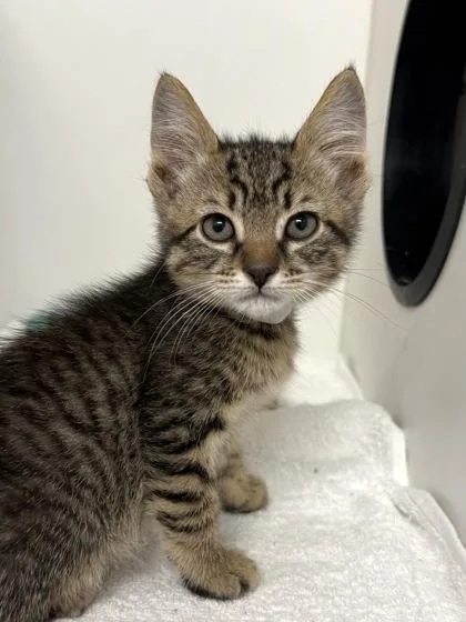A baby small-sized male Domestic Short Hair cat named Fernando for adoption in West Chester, PA