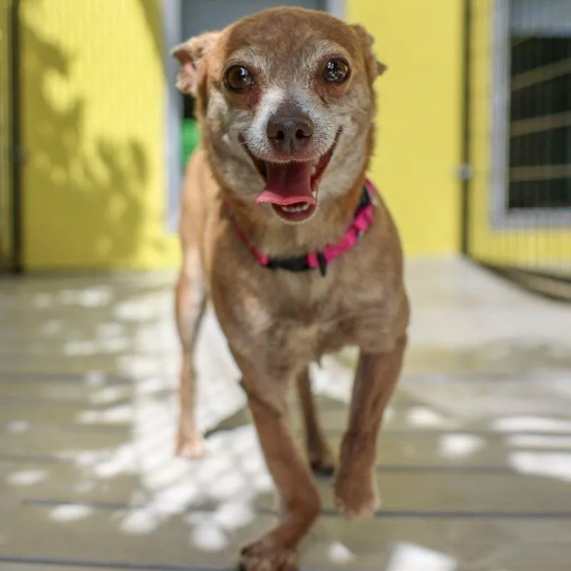 An adult small-sized female Brown / Chocolate Chihuahua dog named Cookie for adoption in Bradenton, FL