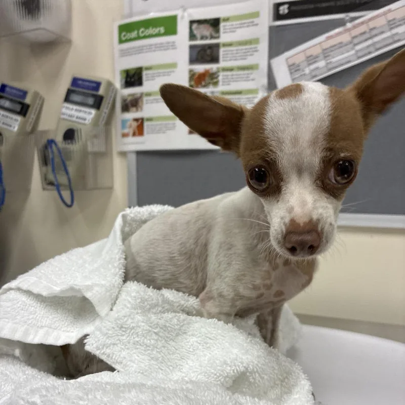 An adult small-sized female White / Cream Chihuahua dog named Conchita for adoption in Pasadena, CA
