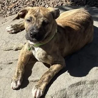 A baby medium-sized male Catahoula Leopard Dog dog named Huckleberry for adoption in Chino valley, AZ