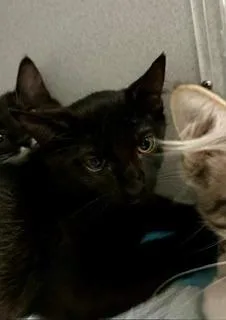 A baby medium-sized female Black Domestic Short Hair cat named Finn for adoption in Winter Haven, FL