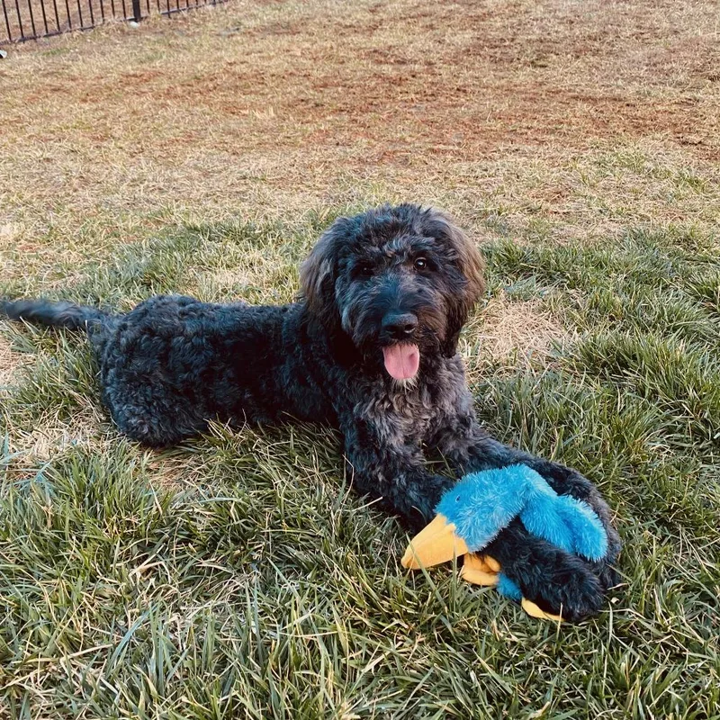 Beau