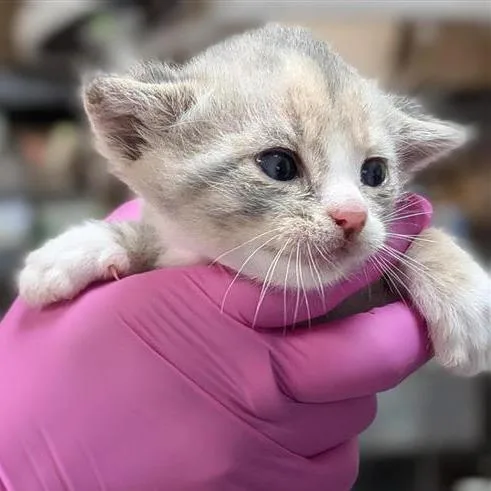A baby small-sized female Calico Domestic Short Hair cat named Duchess for adoption in Houston, TX