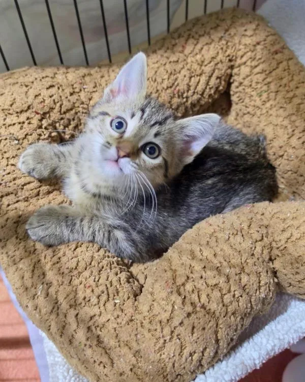 A baby small-sized female Domestic Short Hair cat named Bunny for adoption in Novato, CA