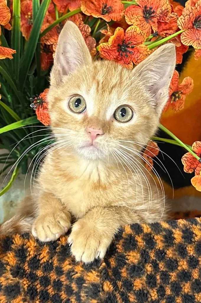 A baby small-sized male Domestic Short Hair cat named Krush for adoption in Stillwater, OK