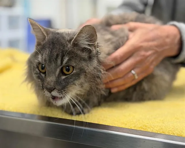 A young medium-sized female Domestic Long Hair cat named Suki for adoption in Fairfield, CA