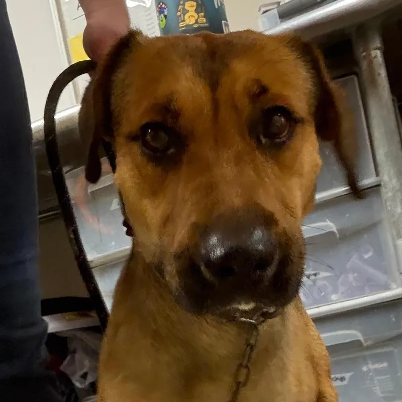 An adult medium-sized male Brown / Chocolate Mixed Breed dog named Seth Rogen for adoption in Yuma, AZ