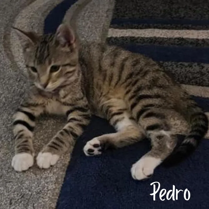 A young medium-sized male Tabby (Brown / Chocolate) Domestic Short Hair cat named Pedro for adoption in Janesville, WI