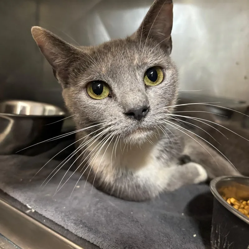 An adult medium-sized female Domestic Short Hair cat named Pear for adoption in Clanton, AL