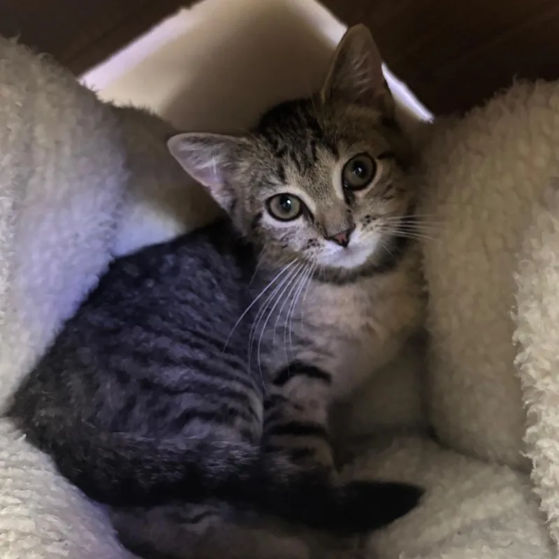 A baby small-sized female Brown / Chocolate Domestic Short Hair cat named Rocks for adoption in Wantagh, NY