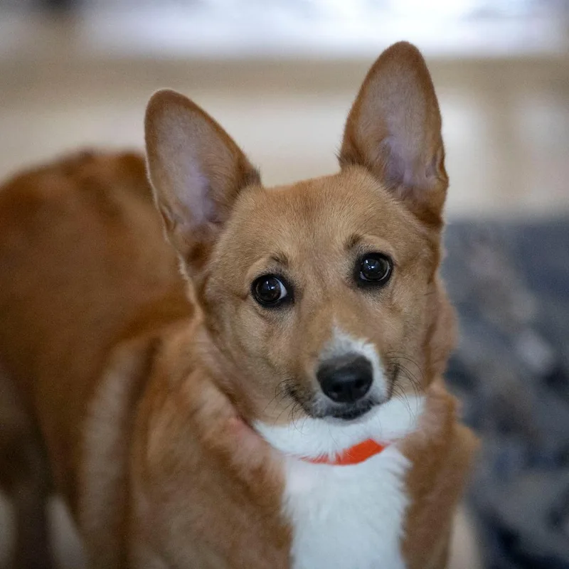 An adult medium-sized female Red / Chestnut / Orange Corgi dog named Jj for adoption in Peyton, CO