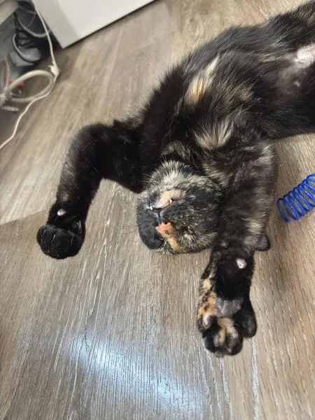 An adult medium-sized female Domestic Short Hair cat named Hazel for adoption in Ridgewood, NY
