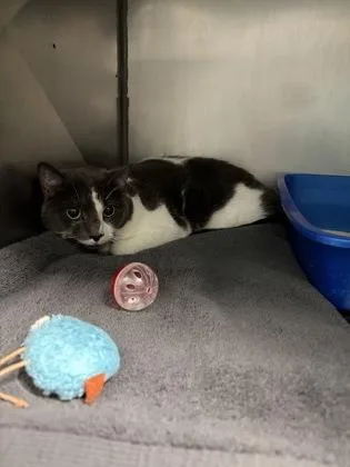 An adult medium-sized female Domestic Short Hair cat named Ruby Rose for adoption in Fishers, IN