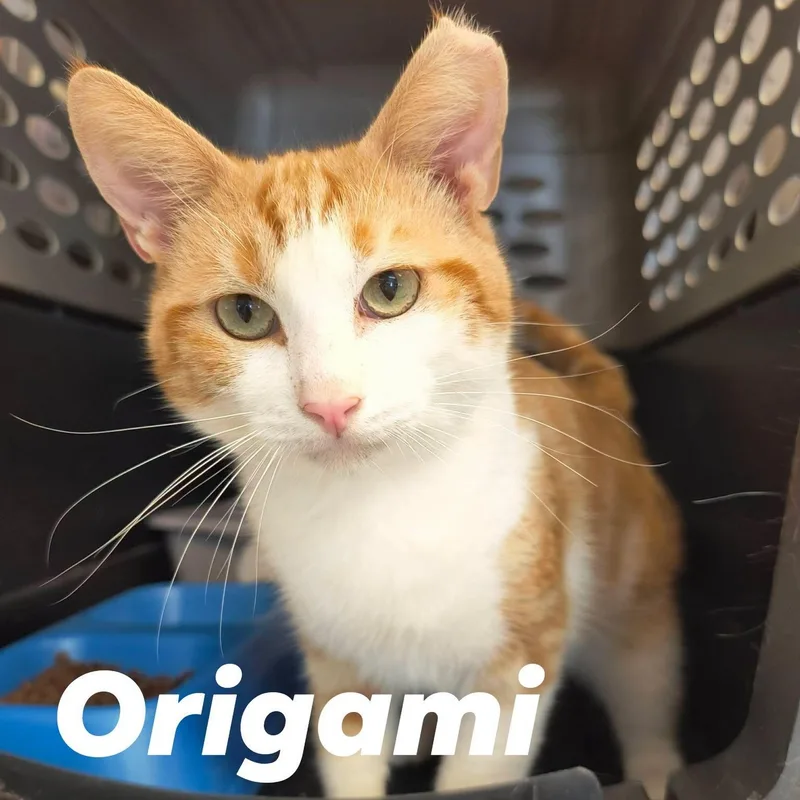 Origami
