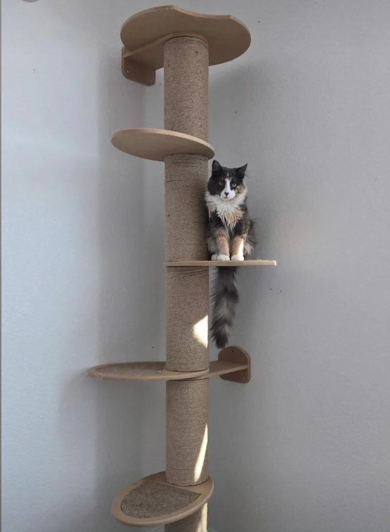 Briar Rose And Cobweb thumbnail 2