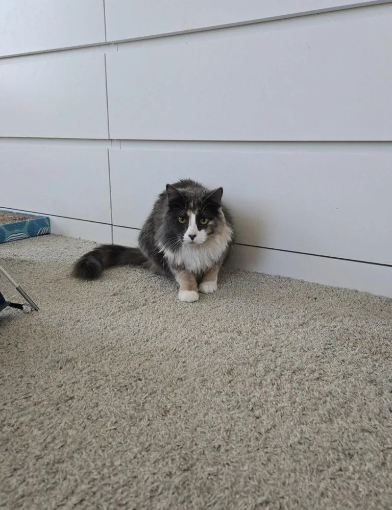 Briar Rose And Cobweb thumbnail 3