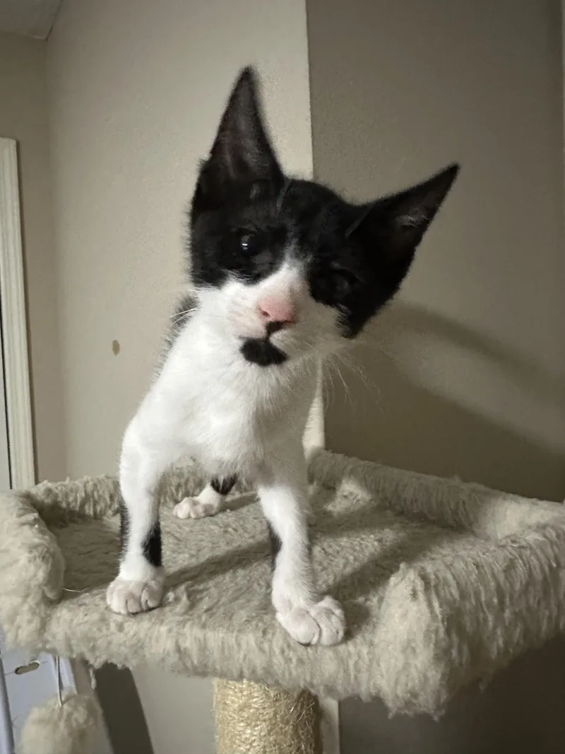 A baby small-sized male Black & White / Tuxedo Tuxedo cat named Mochi for adoption in Lawrenceville, GA