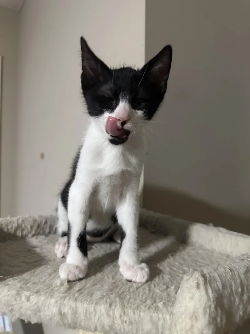Mochi thumbnail 3
