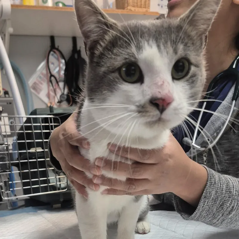 An adult large-sized male Domestic Short Hair cat named Harrison Ford for adoption in Newark, NJ