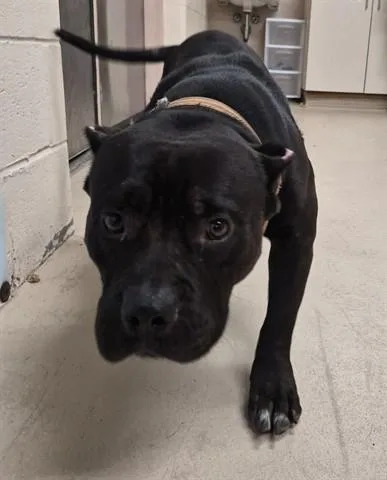 A young medium-sized male American Bulldog dog named Hippolotamus for adoption in Dayton, OH