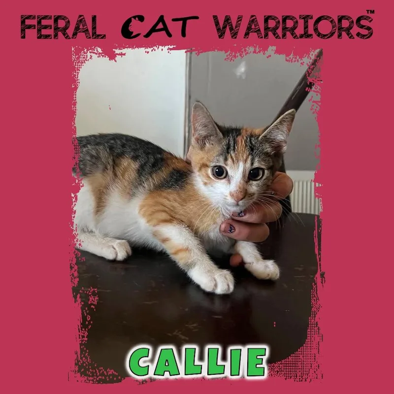 A baby small-sized female Calico Domestic Short Hair cat named Callie for adoption in Kingman, AZ
