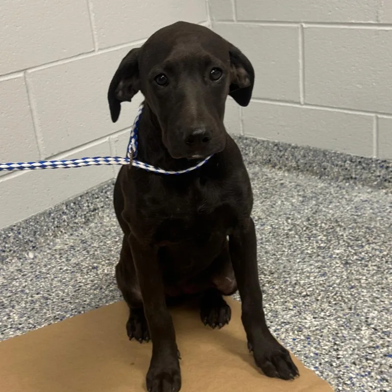 A baby small-sized female Gray / Blue / Silver Black Labrador Retriever dog named Athena for adoption in Greenville, SC