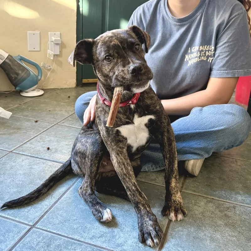 A young small-sized male Brindle Pit Bull Terrier dog named Cillian for adoption in Pasadena, CA