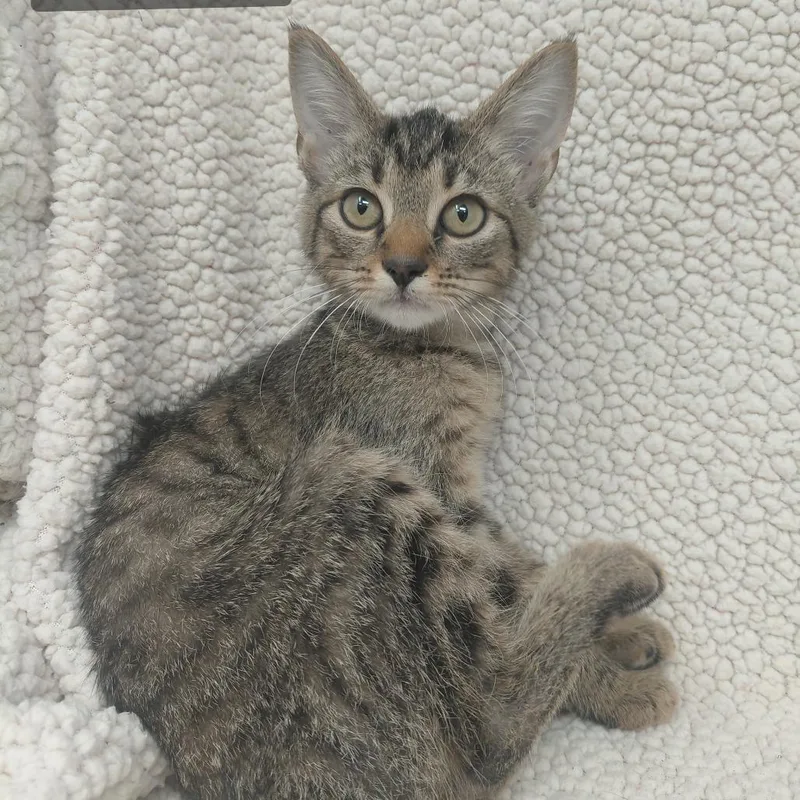 A baby small-sized female Manx cat named Mela for adoption in New Tazewell, TN