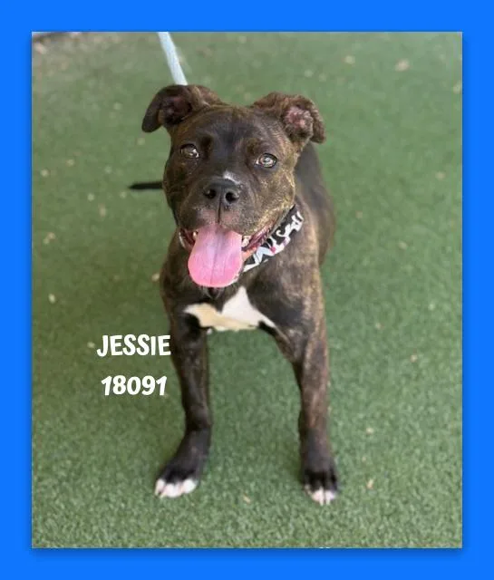 A baby small-sized male Brindle Pit Bull Terrier dog named Jessie for adoption in Marietta, GA