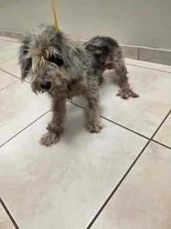 Rufus