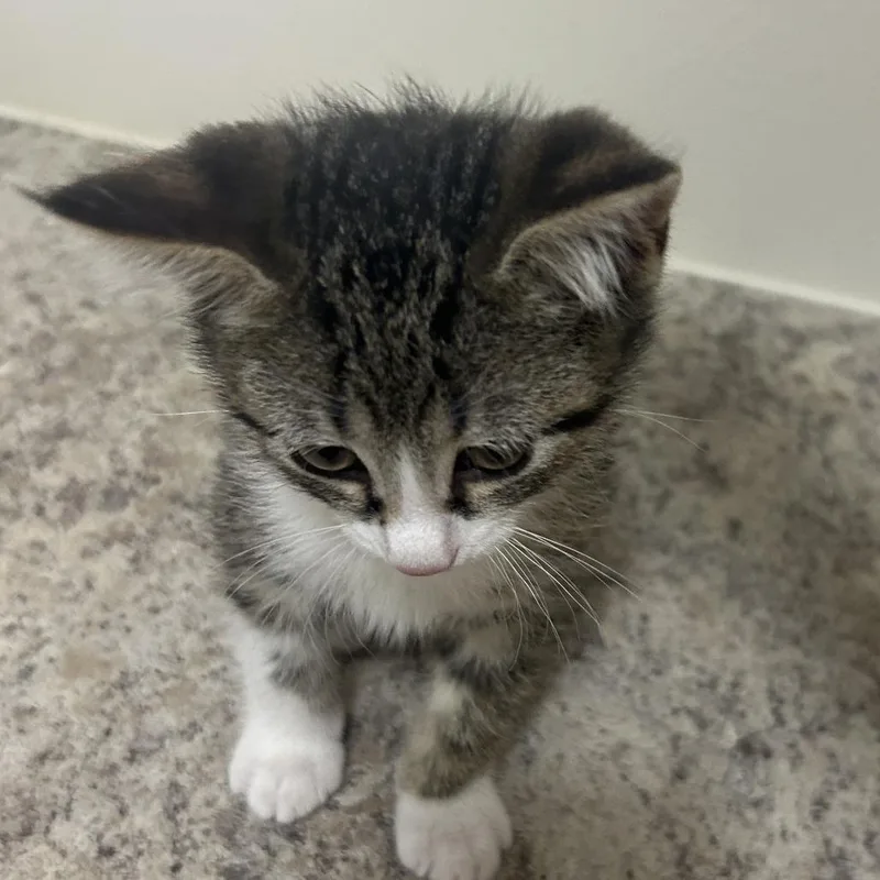 A baby small-sized male Gray / Blue / Silver Domestic Short Hair cat named Pepper for adoption in Cedar Rapids, IA