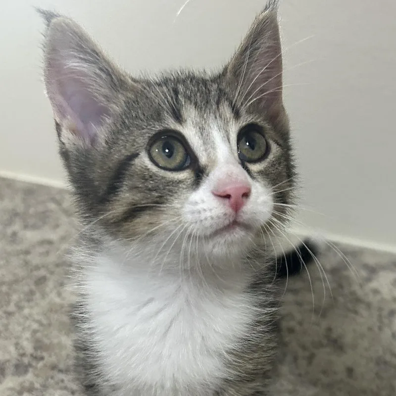 Pepper thumbnail 2