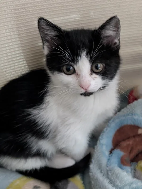 A baby small-sized female Domestic Short Hair cat named Bubble Gum for adoption in Sherwood, OR